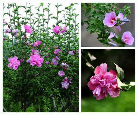 芙蓉用途|木芙蓉（锦葵科木槿属植物）